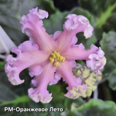 РМ-Оранжевое Лето
